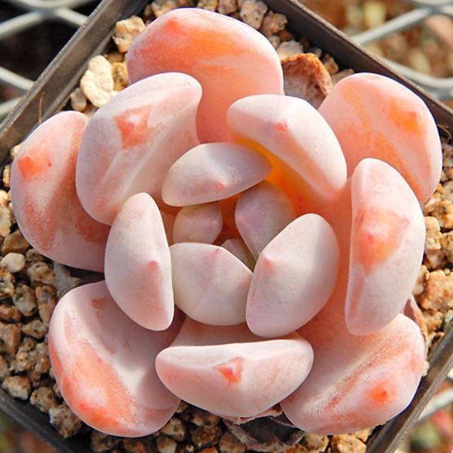 PRESALE Echeveria Orange Monroe, (Random)