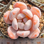 PRESALE Echeveria Orange Monroe, (Random)