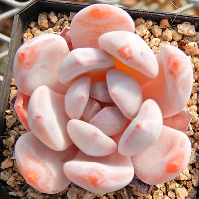 PRESALE Echeveria Orange Monroe, (Random)