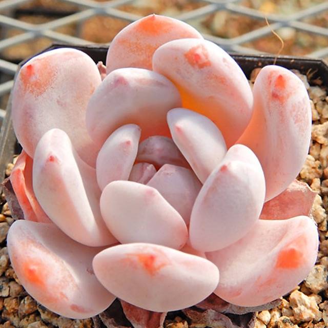 PRESALE Echeveria Orange Monroe, (Random)