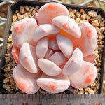 PRESALE Echeveria Orange Monroe, (Random)