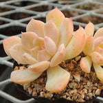 PRESALE Echeveria 'Fanta,' (Not so Random)