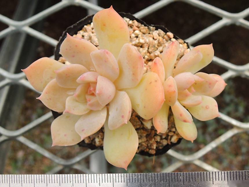PRESALE Echeveria 'Fanta,' (Not so Random)