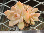 PRESALE Echeveria 'Fanta,' (Not so Random)