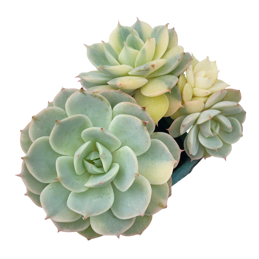 Echeveria Bluette, Variegated Cluster