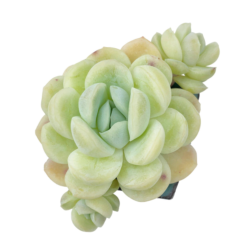 Echeveria Lemon Berry Hybrid Cedar Creek Farmhouse