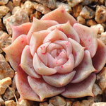 PRESALE Echeveria Helena Sp., (Not so Random)