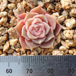 PRESALE Echeveria Helena Sp., (Not so Random)