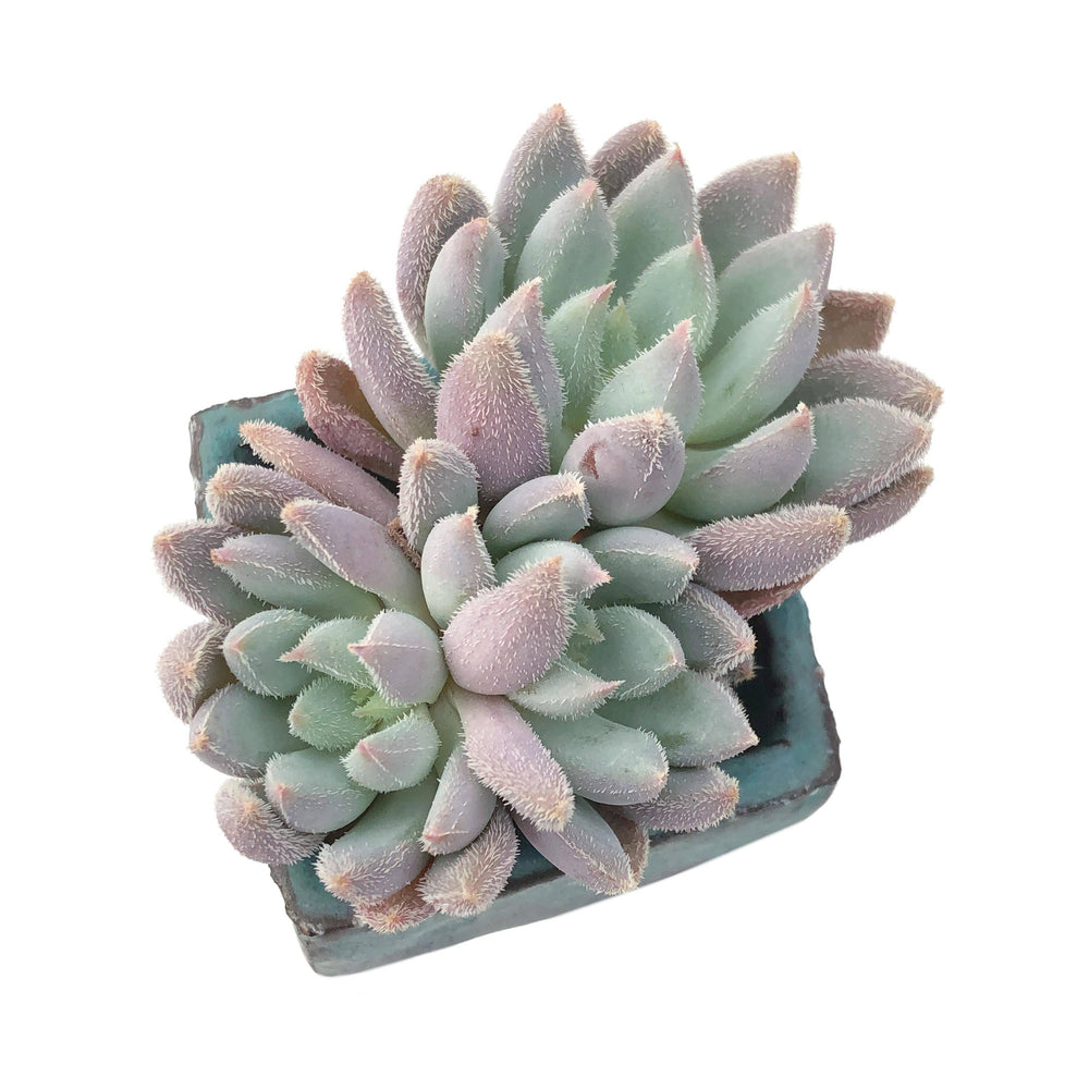 succulents hamilton Echeveria Hamilton