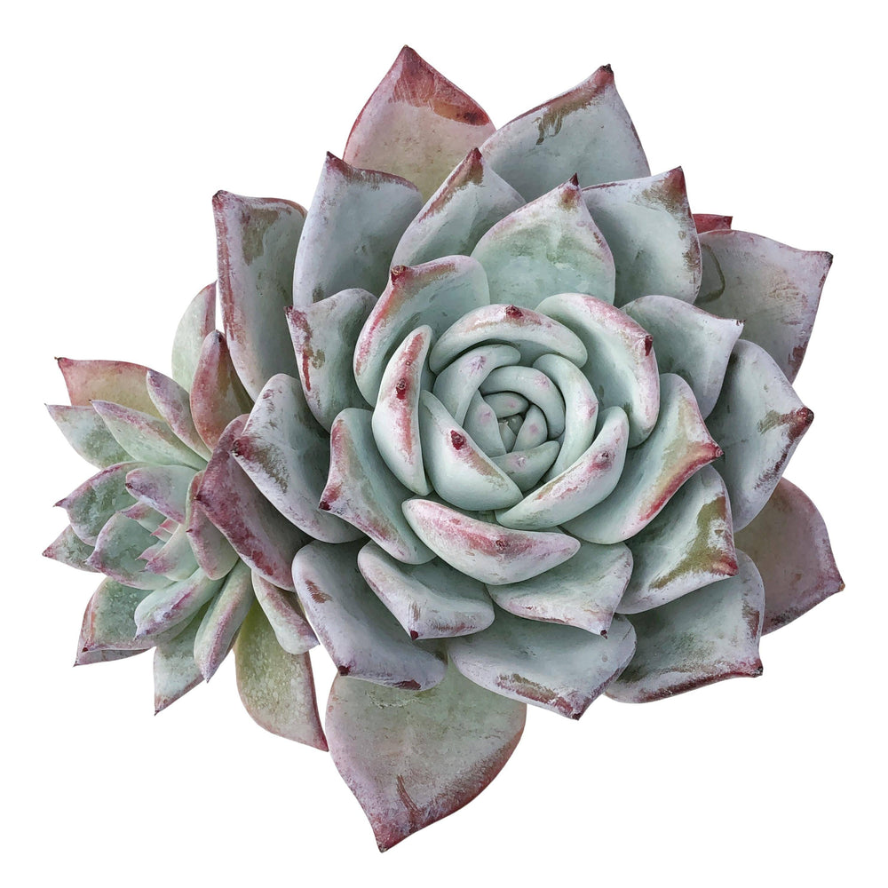 Echeveria Black Sabbath, Large