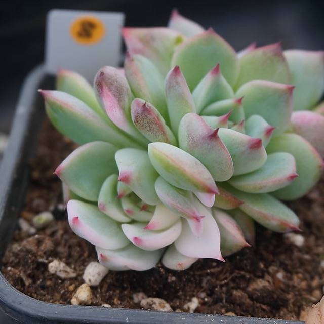 PRESALE Echeveria Chihuahuaensis, Variegata, (Random)