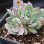 PRESALE Echeveria Chihuahuaensis, Variegata, (Random)