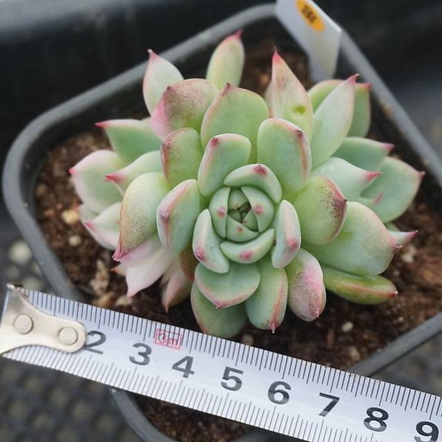 PRESALE Echeveria Chihuahuaensis, Variegata, (Random)