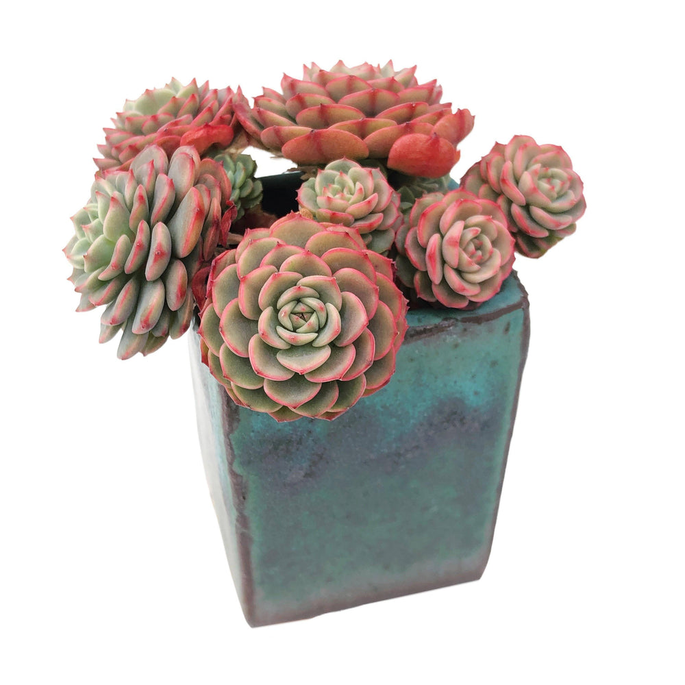 Echeveria Sugar Baby Cluster