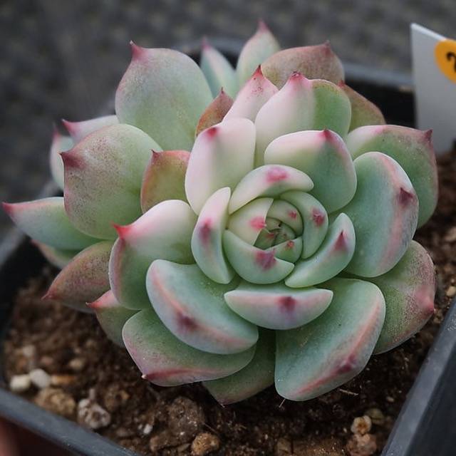 PRESALE Echeveria Chihuahuaensis, Variegata, (Random)