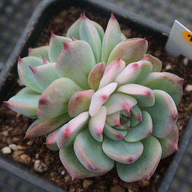 PRESALE Echeveria Chihuahuaensis, Variegata, (Random)