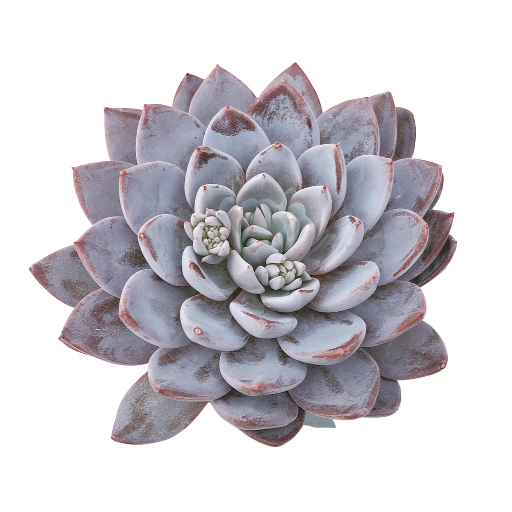lulu succulents Echeveria Lulu