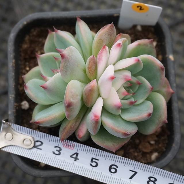 PRESALE Echeveria Chihuahuaensis, Variegata, (Random)