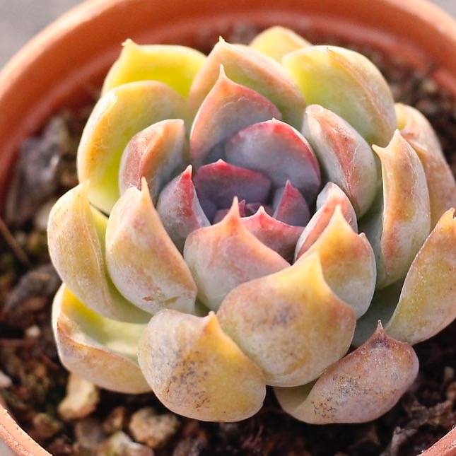 PRESALE Echeveria Unknown Hybrid