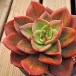 PRESALE Echeveria Unknown, (Not so Random)