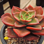 PRESALE Echeveria Unknown, (Not so Random)