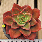 PRESALE Echeveria Unknown, (Not so Random)