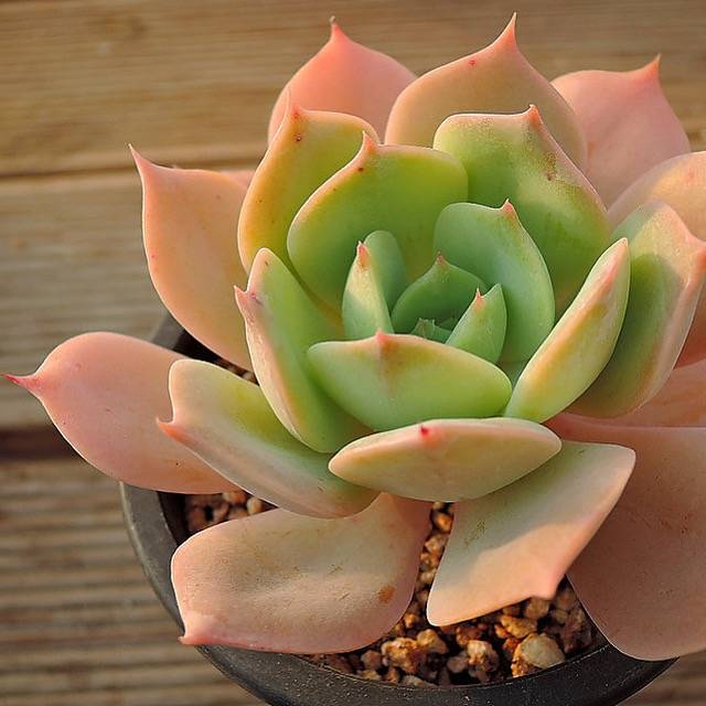 PRESALE Echeveria Marine, (Not so Random)