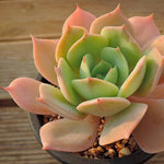 PRESALE Echeveria Marine, (Not so Random)