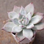 PRESALE Echeveria Black Sabbath