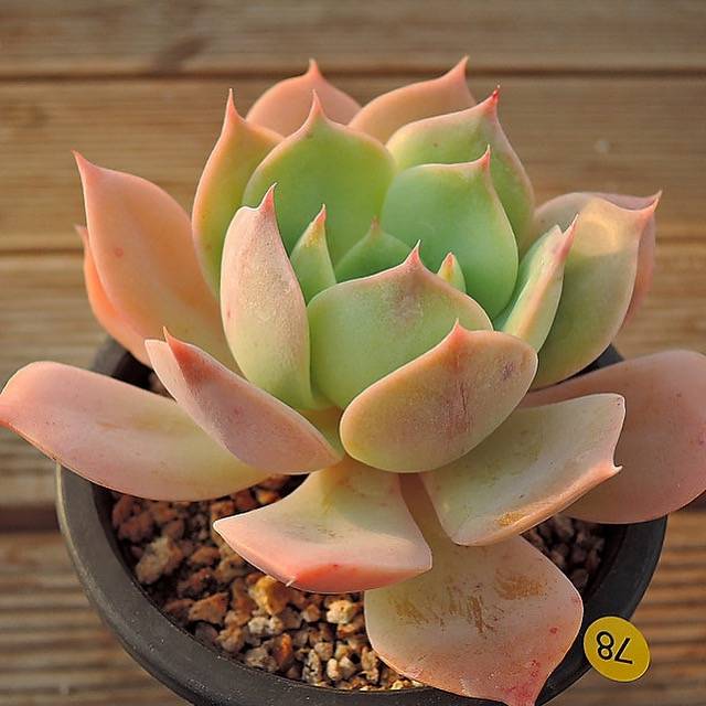PRESALE Echeveria Marine, (Not so Random)