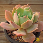 PRESALE Echeveria Marine, (Not so Random)