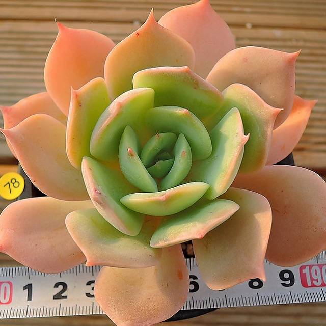 PRESALE Echeveria Marine, (Not so Random)