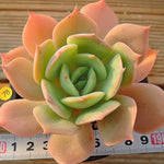 PRESALE Echeveria Marine, (Not so Random)
