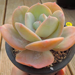 PRESALE Echeveria HAKUHOU, (Not so Random)