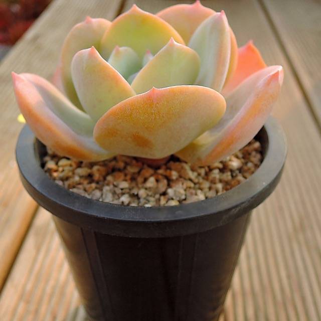 PRESALE Echeveria HAKUHOU, (Not so Random)