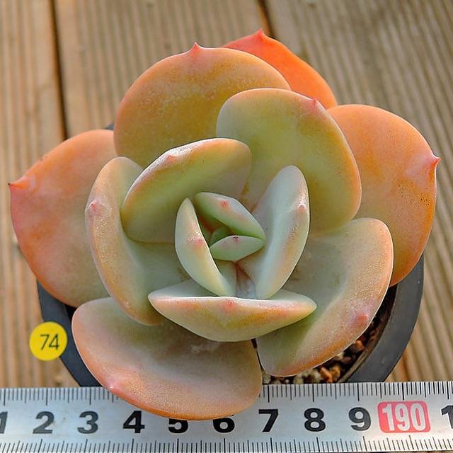 PRESALE Echeveria HAKUHOU, (Not so Random)