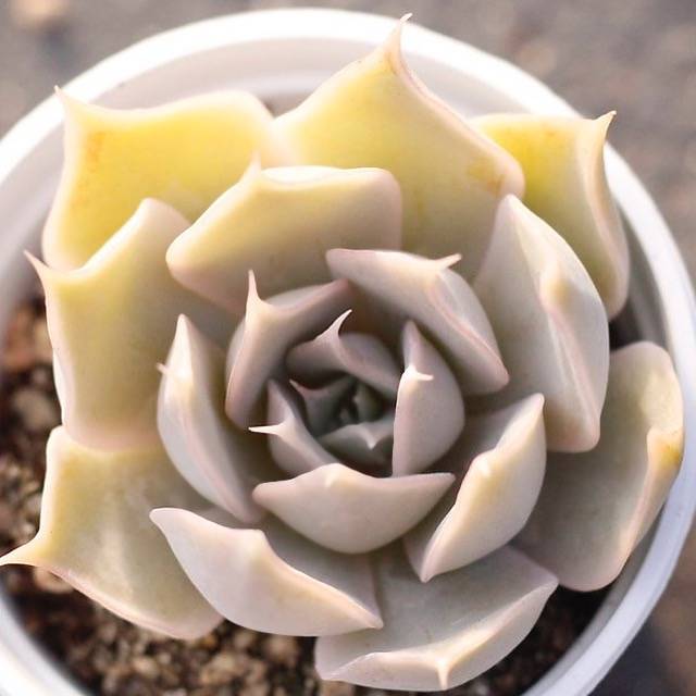 PRESALE Echeveria 'Wally'