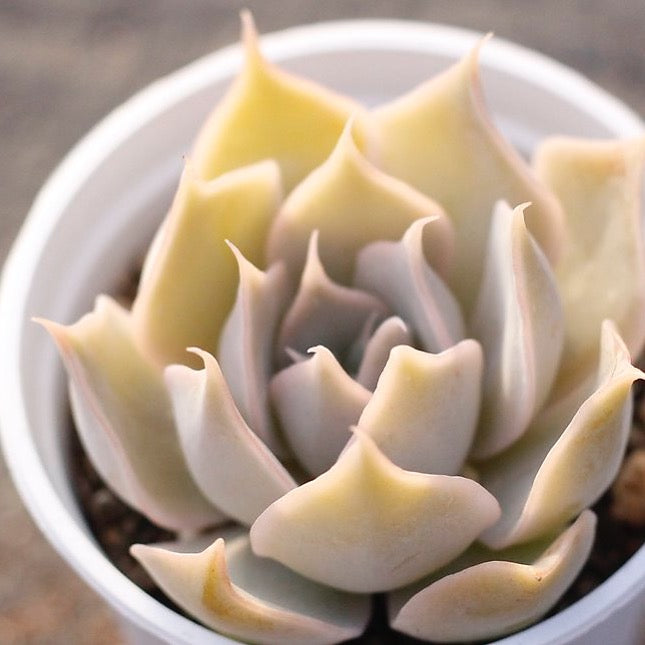 PRESALE Echeveria 'Wally'