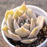 PRESALE Echeveria 'Wally'