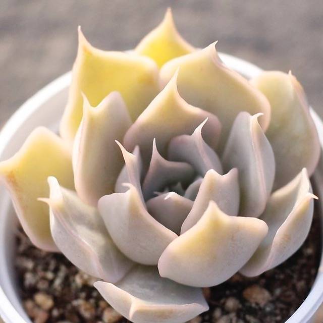 PRESALE Echeveria 'Wally'