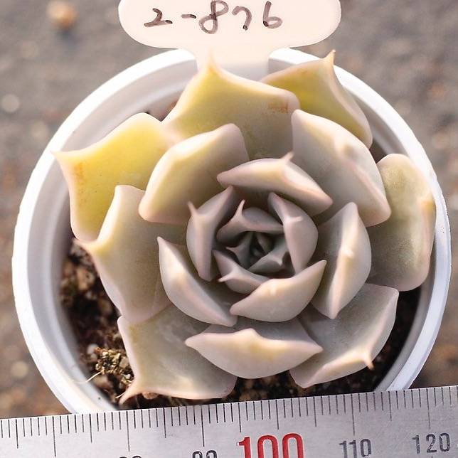 PRESALE Echeveria 'Wally'