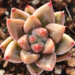 PRESALE Echeveria 'Psyche,' (New-ish)