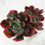 Echeveria Briar Rose, Cristata