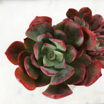 Echeveria Briar Rose, Cristata