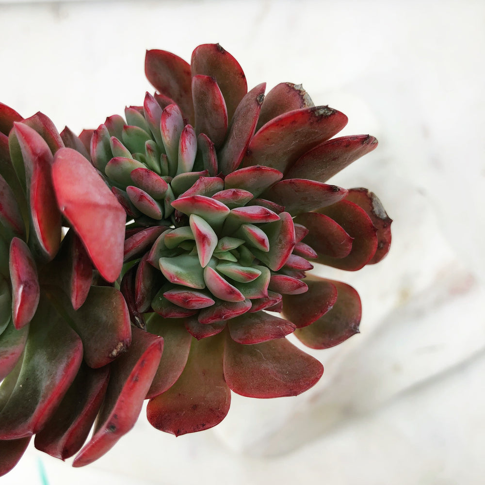 Echeveria Briar Rose, Cristata