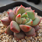 PRESALE Echeveria Echoes, (Not so Random)