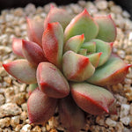 PRESALE Echeveria Echoes, (Not so Random)