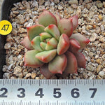 PRESALE Echeveria Echoes, (Not so Random)