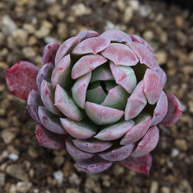 Echeveria Bradburiana, (Random)