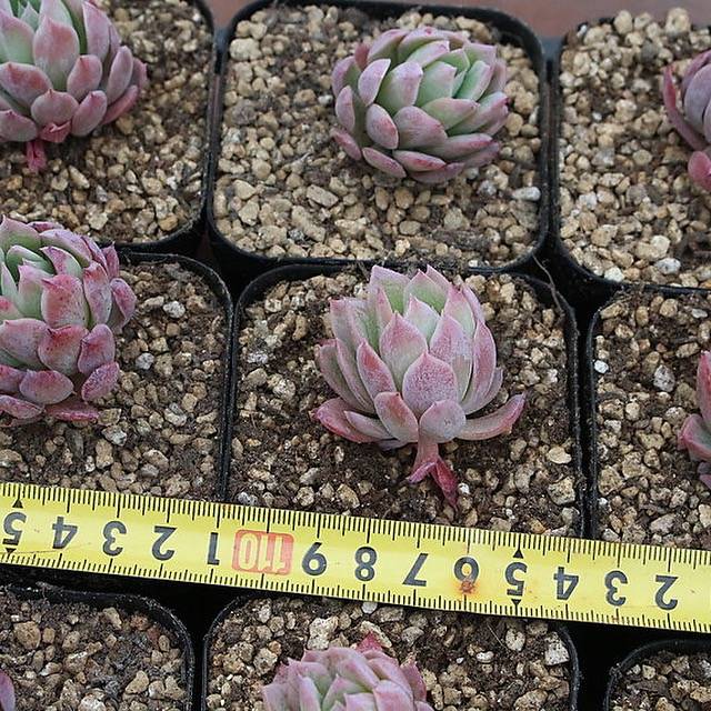 Echeveria Bradburiana, (Random)